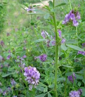 SEM. ALFALFA CALIFORNIA 55 (25-KG)